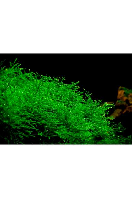 2 Adet 3-3 Cm Creeping Moss Vesicularia Sp Yeni Tele Sarılı