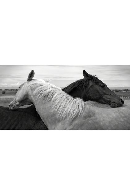 Black and White Horses 70X100Cm Canvas Painting Living Room Living Bedroom Office Cafe Entrance