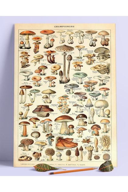 Botanical Mantar Duvar Posteri Dev Boy 45x30 Cm