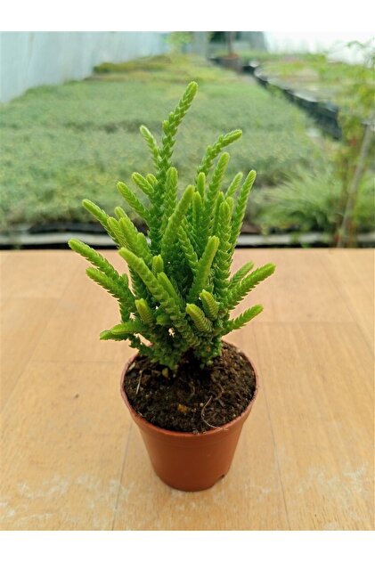 Crassula Muscosa ( Prenses Çamı ) (5,5 Cm )