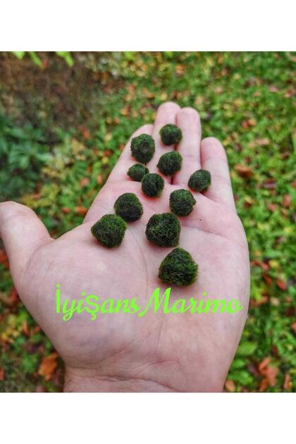 Marimo Çiftliği Için 10 Adet Marimo Şans Yosunu Mossball (1CM-2CM)