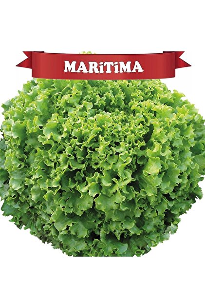 Genel Markalar Maritima Kıvırcık Marul Tohumu Topraksız Tarım 100