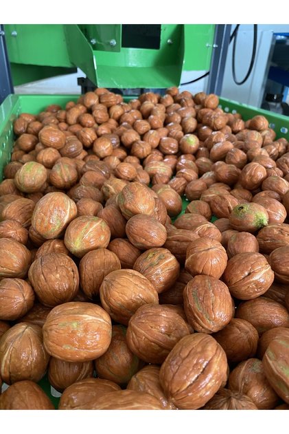 5 Kg Taze Ceviz Chandler Cinsi Ince Kabuklu 2023 Yeni Hasat