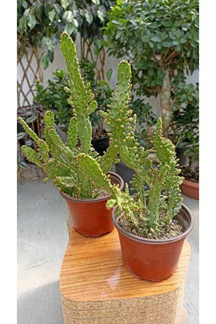 Ustapeyzajhasankurt Kakts Opuntia Subulata - Fiyat, Yorumlar