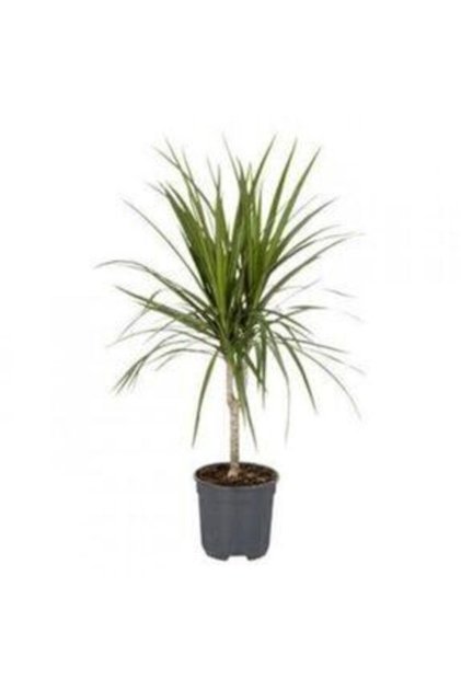 Tekli 1.Kalite Dracena Marginata, Madagaskar Dragon Ağacı, 40-60 cm,