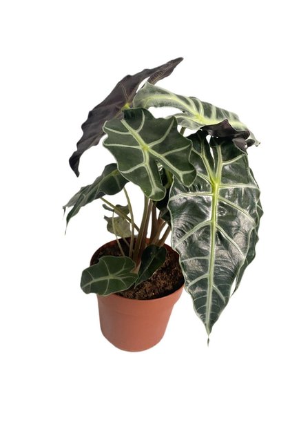 Alocasia, Melek Kanadı, Iç Mekan Bitkis 35-40 Cm