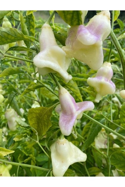 10 Adet White Baccatum Premium Biber Tohumu