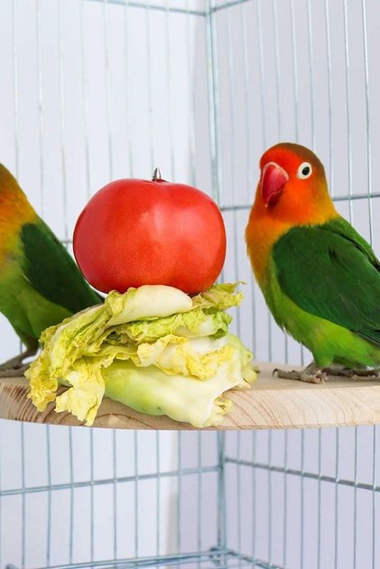 Quarter Circle Spiked Bird Hamster Food Feeding Perch, Bird Feeding Holder, Natural Wooden Bird Cage Perch