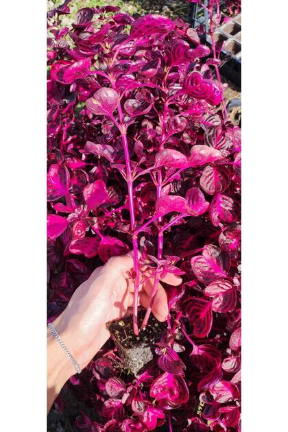 Çingene Şalvarı ( Irisine Herbisti ) Kırmızı Renkli Iç Mekan Bitkisi ( 7 Cm Saksıda )