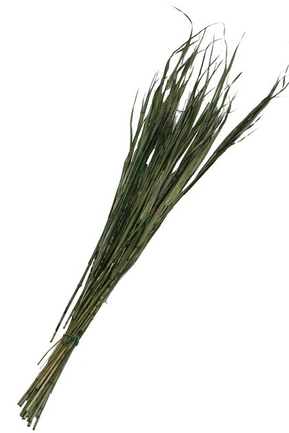Kuru Saz Kamış Demeti Yeşil 100cm Yeşil