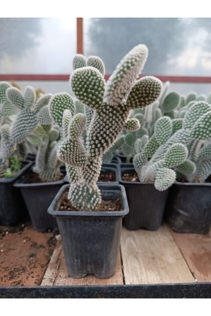 PLANTS BOTANK Opuntia Microdasys Albispina Tavan Kula Beyaz 9 Cm  Saksl Kakts - Fiyat, Yorumlar