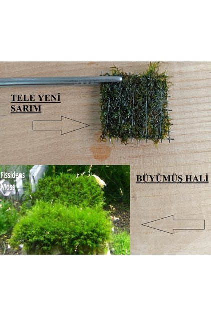 2 Adet 5*5 Cm Fissidens Fontanus Moss Yeni Tele Sarılı