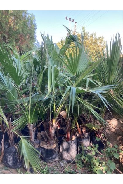 Tüplü Washingtonia Robusto Palmiye Ağacı Fidanı 40-60 cm 5 Adet