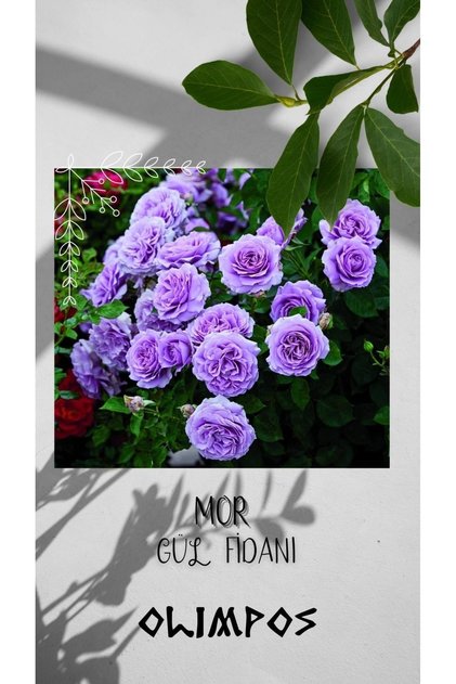 3 Adet Açık Kök Gül Fidanı Mor Aşılı Gül Fidanı Kokulu Yediveren