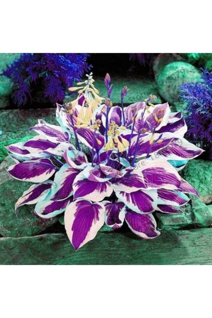 Hosta Çiçek Tohumu 15 Adet