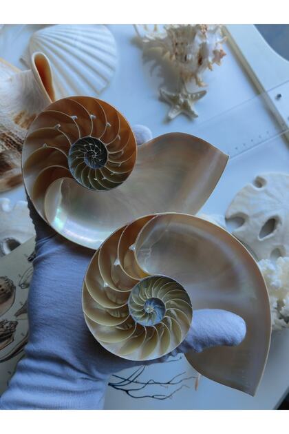 Deniz Kabuğu ; Kesik Naturel Nautilus / 13 - 15 Cm