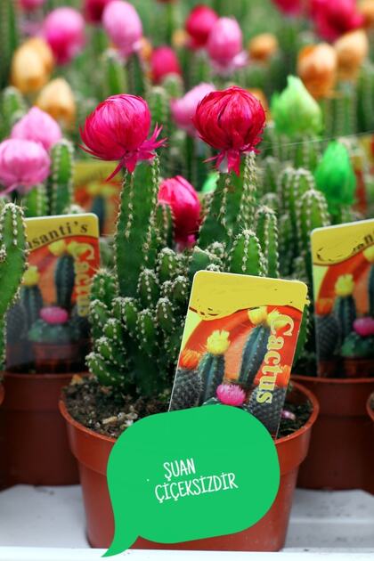 Radyasyon Emici Kaktüs-cereus Peruvianus Florida Radiation 5,5 1.kalite Özel Ürün