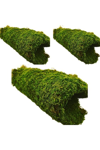 Ysn1 Doğal 3 Adet (30x20)cm Kaya Yosunu Gerçek Bitki Bozulmaz