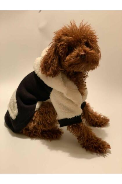 Köpek Polar