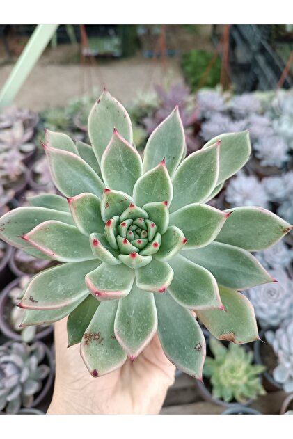 PLANTİS BOTANİK Echeveria Agavoides 9 Cm Saksılı Sukulent - Fiyatı