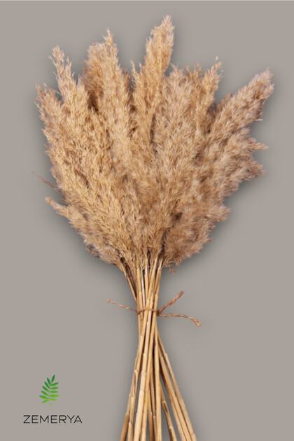 Doğal Naturel Kuru Çiçek Pampas 15 Adet 100 Cm