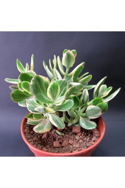 Serada Decor Plant Crassula Ovata Variegata(para Ağacı) Jade Plant
