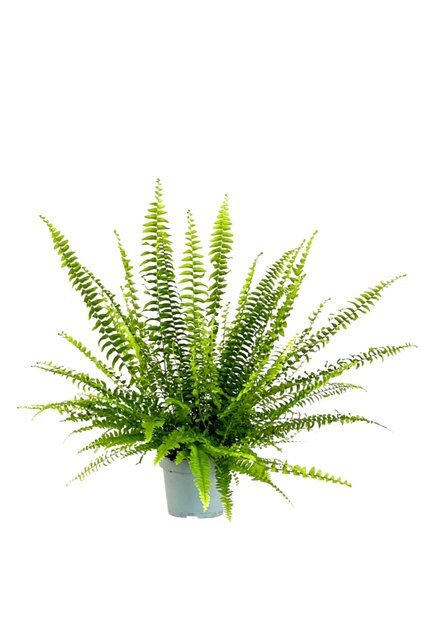 Aşk Merdiveni-nephrolepis Exaltata