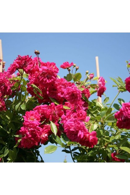 Avantajlı Pembe Sarmaşık Gül Fidanı Kokulu (90 140 CM)1 Adet Tüplü Aşılı Gül Pink Rose