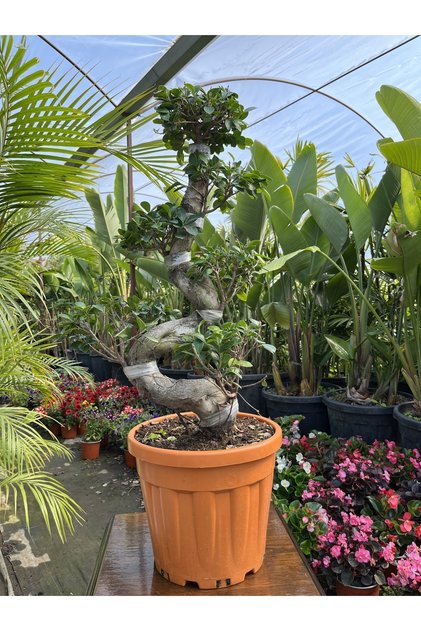 Es Bonsai