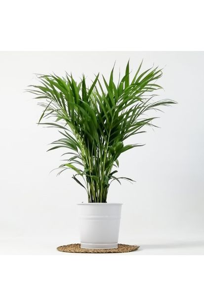 Fidanburada Areka Palmiyesi - Dekoratif Saksılı Areca - Dypsis Lutescens 100cm - 2