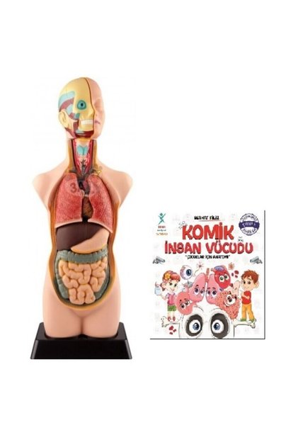 Komik Insan Vücudu Kitabı Insan Vücudu Model 11 Parça 50cm