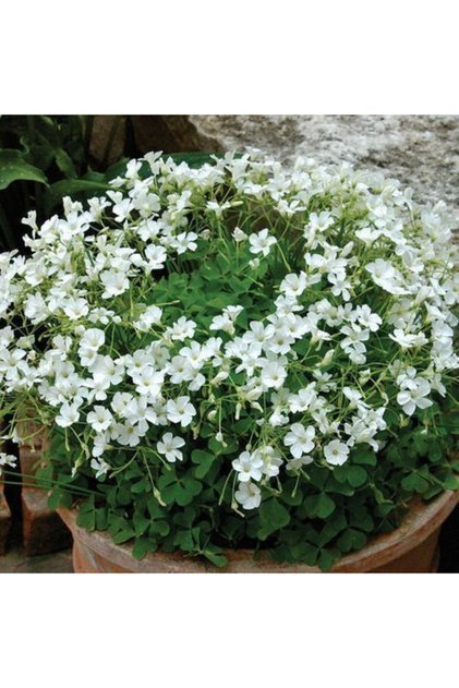 2 Adet Oxalis Mist Çiçeği Soğanı