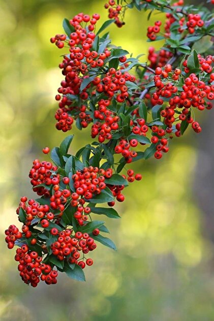 Saksılı Kırmızı Bodur Ateş Dikeni - Pyracantha Coccinea Nana