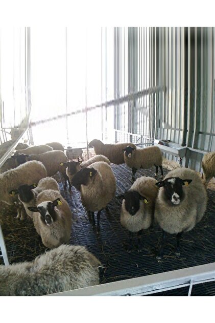 Farmena Buzağı Altlığı 25x50 cm - Fiyatı, Yorumları