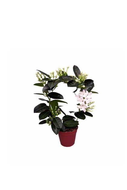 Saksıda Kokulu Madagaskar Yasemini Stephanotis Floribunda