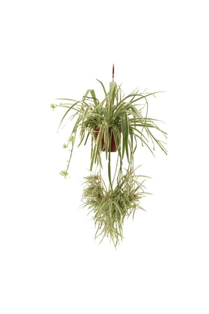 Chlorophytum Comosum - Makromeli Saksıda Kurdele Çiçeği - Örümcek Bitkisi - Hava Temizleyen Bitki