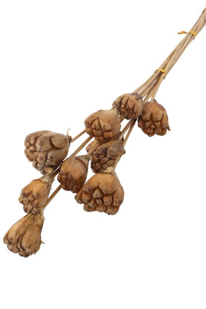10Lu Tropik Jack Seed Kuru Çiçek Naturel