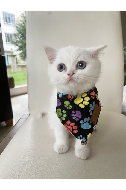 Yavru Kedi Fuları ve Ayarlanabilir Fular Tasma