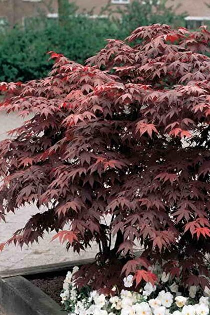 1001fidan Acer Palmatum Atropurpureum Kırmızı Japon Akçaağaç