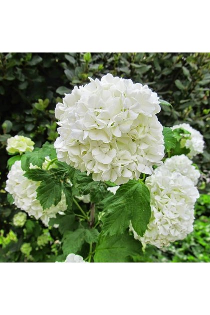 Tüplü Beyaz Çiçekli (kokuklu ) Kartopu Viburnum Fidanı