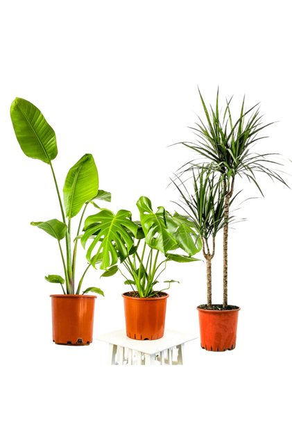 Salon Bitkisi Seti Starliçe - Monstera - Marginata