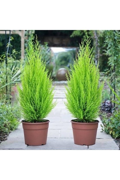 Limon Çamı Limoni Servi 2 Yaşında Fidan 30-35cm Boy