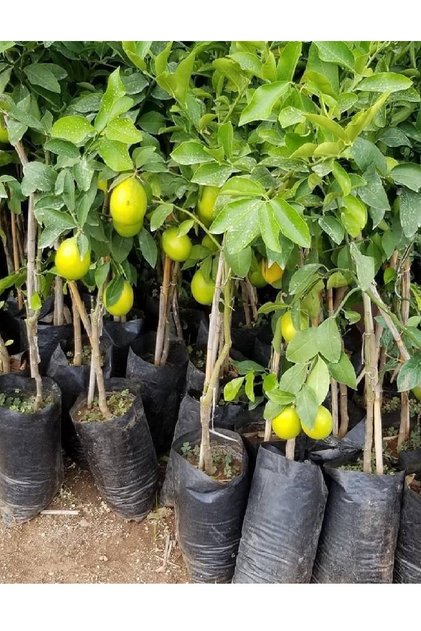( 3 Adet ) Aşılı Yediveren Mayer Limon Ağacı Fidanı 3 Yaş
