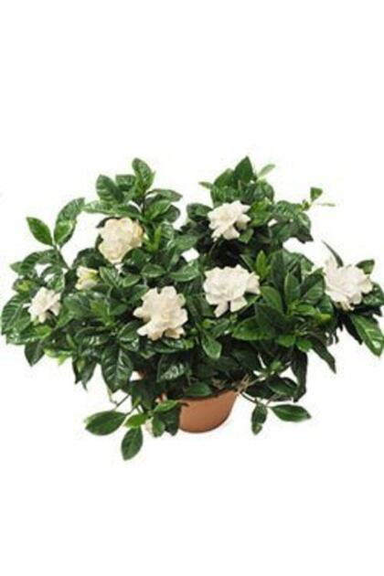 Mevsim Fidancılık Saksılı Yoğun Kokulu Gardenya Fidanı( 17cm' Lik