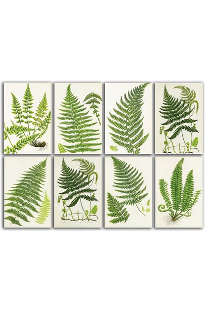 Fern Themed Postcard Set (8 pieces of 10x15 cm)