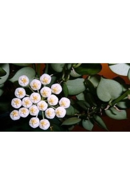 Hoya Krohniana ''heart Leaves'' Kokulu Mum Çiçeği 10-20 Cm Boyda, Toprak Da Köklü Ve Sürgünlü