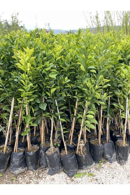 TÜPLÜ AŞILI RED BLOOD ORANGE PORTAKAL FİDANI 2 YAŞ 90-110 CM BOY