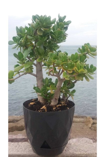 Crassula Ovata- Para Çiçeği- Bereket Bitkisi- 17 Yaşında. 55- 60 Cm Çiçek Açmaya Başladı