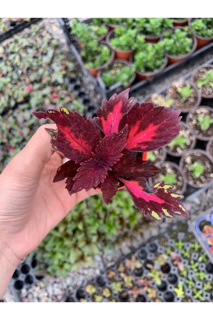 1 Adet Mini Yaprak Güzeli (KOLYOZ) Çiçeği 10-15 Cm Saksılı Çiçekli Bodur Velvet Red Coleus