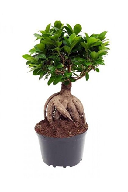 ぼんさい専用 serada decor & plant Bonzai Fidanı Saksılı 20 cm 40 cm - Fiyatı